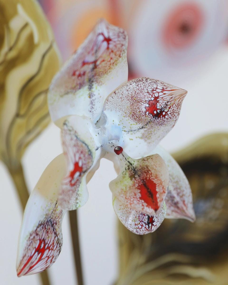 A detail image of a red and white orchid
